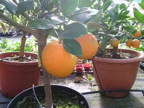 Oranger Washington Navel Citrus Sinensis Pg Pt Ø 4 Litres