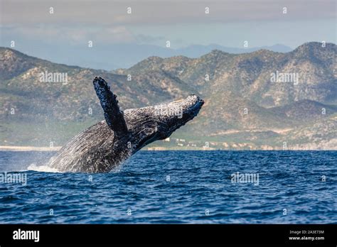 Humpback Whale Megaptera Novaeangliae Adult Breaching Cabo Pulmo