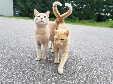 Psbattle These Two Cats With Their Tails Crossed Rphotoshopbattles