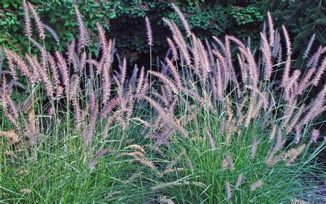 Buy Karley Rose Fountain Grass - Pennisetum - 1 Gallon ...