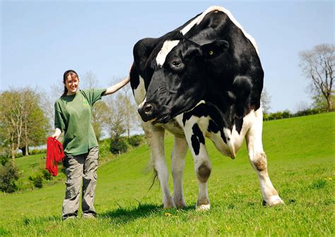 A Giant Cow Named Chilli That Weighs 125 Tons Giant Animals Big