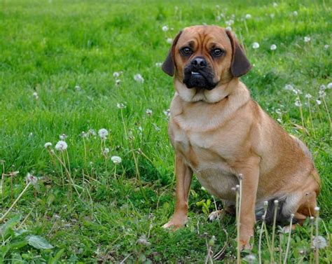 Everything You Need To Know About The Puggle Pug And Beagle Mix Animalso