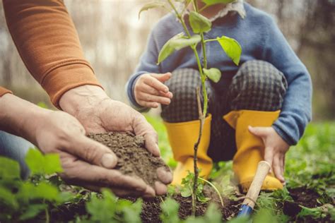 Best Ways To Plant Tree Saplings Kellogg Garden Organics