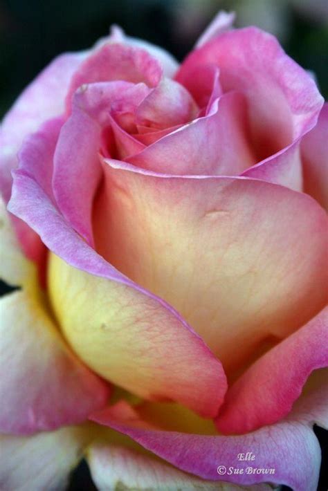 Rose Rosa Elle In The Roses Database