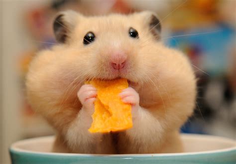 Download Close Up Rodent Animal Hamster Hd Wallpaper By Disgruntledbaker1