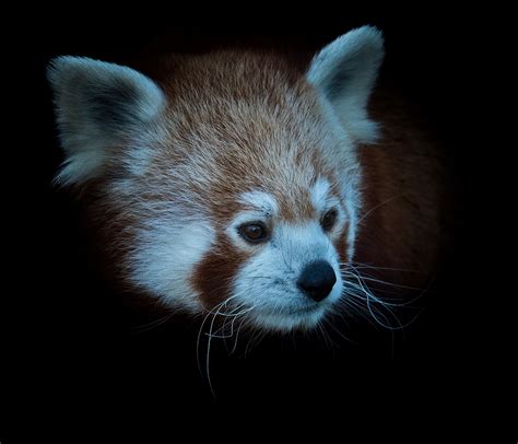 Roter Panda Portrait Foto And Bild Natur Herbst Portrait Bilder Auf