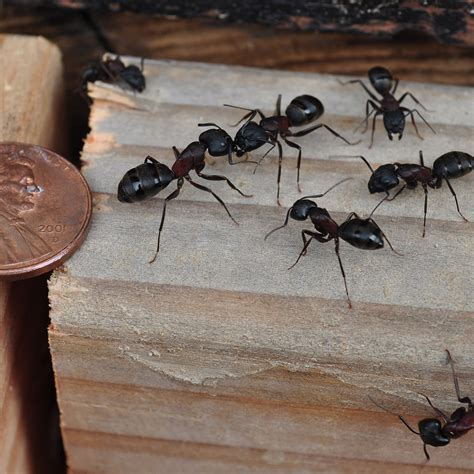 What To Do If You Find Carpenter Ants In Your House Adelia Oliphant