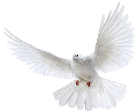 Download White Flying Pigeon Png Image Png Image Dove Png Full Size