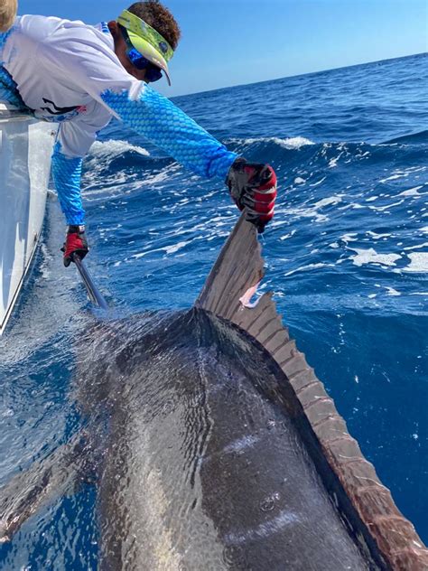 Peces En Panamá Especies De Pesca Deportiva En Panamá Monster Marlin