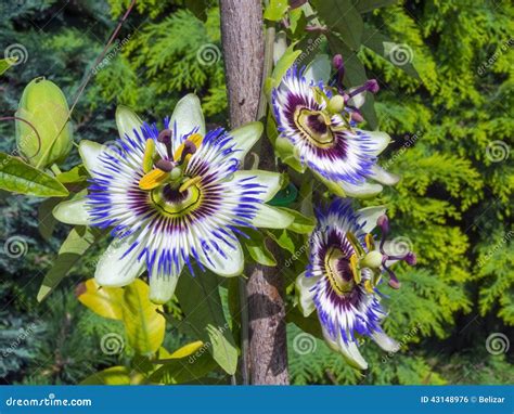 Blue Passion Flower Passiflora Caerulea Stock Photo Image 43148976
