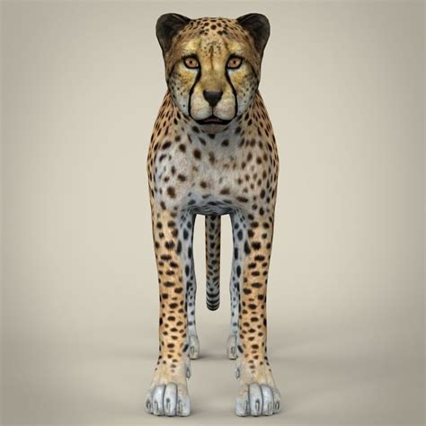 Realistic Cheetah Realistic 3d Model Cheetah