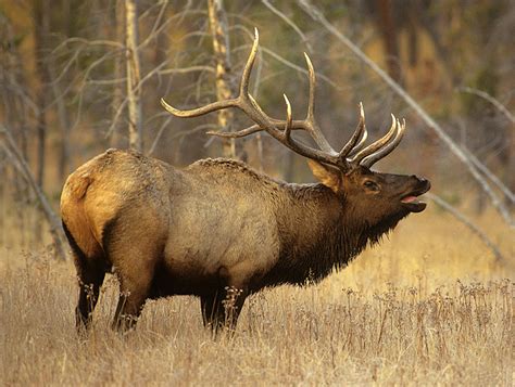 Elk Animal Amazing And Interesting Facts The Wildlife