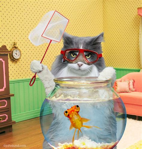 Cat Catching A Goldfish Animal Antics Collection Of Funny Pet Pictures