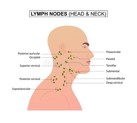 Posterior Cervical Lymph Nodes