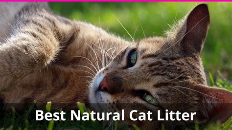 The combination of two trusted brands gives you one of the best cat litters on the market. 9 Best Natural Cat Litter Alternatives that are Healthy ...