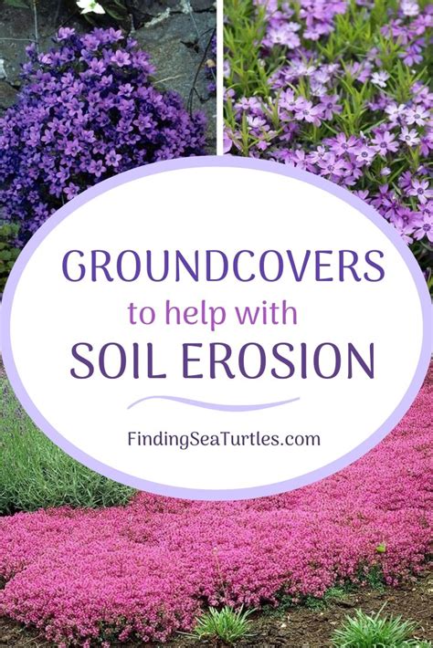 Ground Cover Plants For Sunny Slope Home Decor Ideas