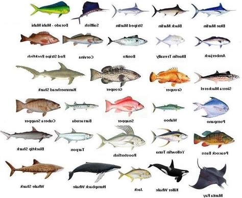 Types Of Freshwater Aquarium Fish Photos