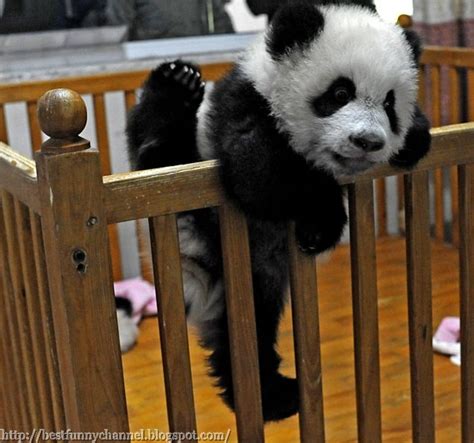 Cute And Funny Pictures Of Animals 29 Pandas 2