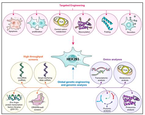 Cells Free Full Text Affecting Hek Cell Growth And Production