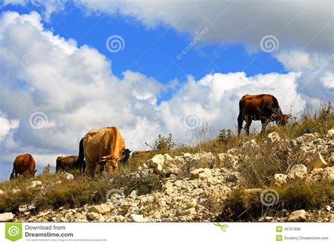 Many Cows On The Caucasus Mountain Grassland Stock Photo Image Of