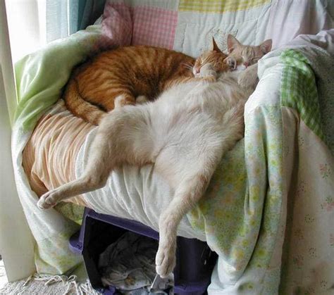 Lazy Cat Funny Pictures Of Animals