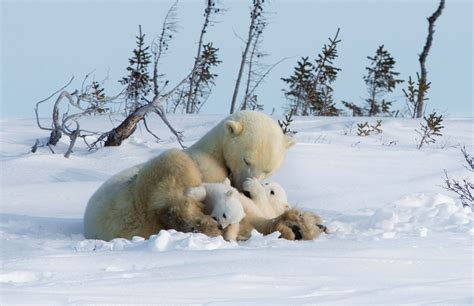 Female Polar Bears Are Truly The Queens Of The Arctic