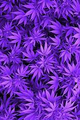 Photos of Purple Marijuana Leaves