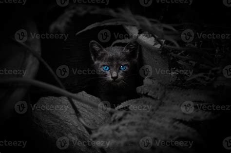 Gato Negro Con Hermosos Ojos Azules Retrato Animal Gatito Negro