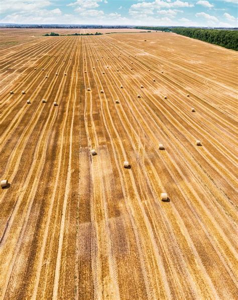 Aerial View Of Harvested Wheat Field Haystacks Lay Upon The