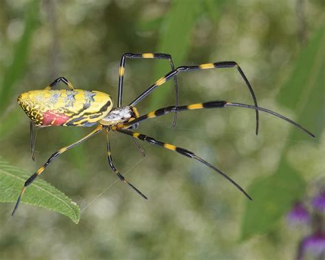 Look Out For Big Flying Spiders This Summer Tyrone Eagle Eye News