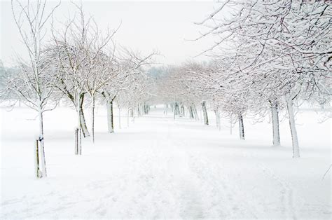 Winter Trees And Snow Free Stock Photo Public Domain
