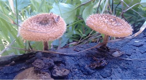 Lentinus Crinitus Mushroom Growing On Dead Wood Of Guapuruvuzeiros