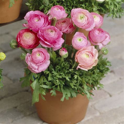 Native and easy to grow! Ranunculus Bulbs - Pink | Spring Flower Bulbs | Eden Brothers