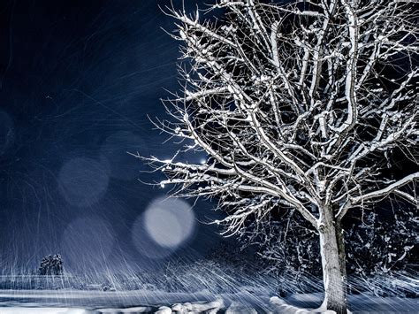 배경 화면 겨울 나무 설원 밤 1920x1440 Hd 그림 이미지