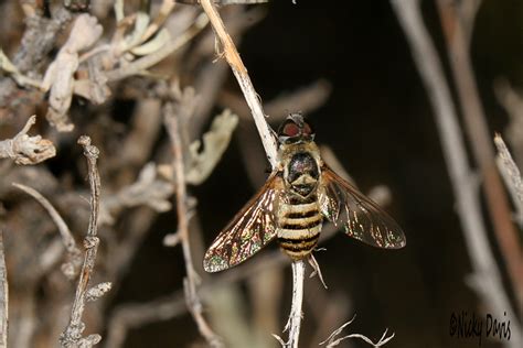 Wild Utah Photos Descriptions And Locations Of Utah Bees Bombyliidae