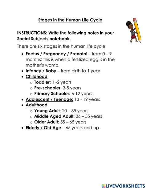 Stages In The Human Life Cycle Worksheet