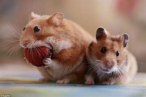 Thats Berry Scary Photos Of Cute Pets Eating Berries Look Like