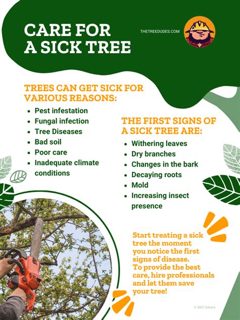 Care For A Sick Tree The Tree Dudes Service