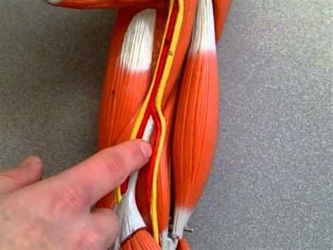 Limb Model: Arteries of the Upper Limb - YouTube
