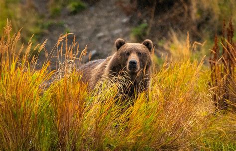 Alaska Magazine Unwind At The Kodiak Brown Bear Center And Lodge