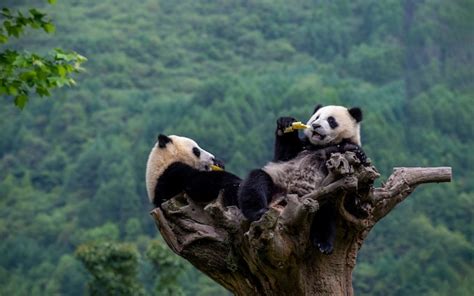 Pictured Relaxed Pandas Climb Tree To Eat Bamboo In Peace