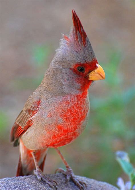 Pyrrhuloxia Cardinalis Sinuatus Pretty Birds Wild Birds Unlimited