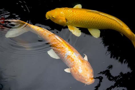 Yamabuki Ogon Koi Fish Golden Colored Metallic Koi