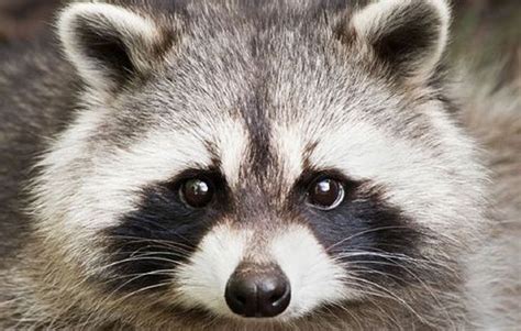 10 Tips To Avoid Raccoon Eyes In The Details In 2021 Raccoon Makeup