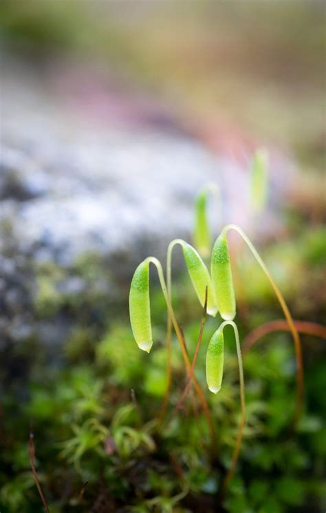 Maybe you would like to learn more about one of these? Photo Friday: New Beginnings (With images) | Photo, Nature ...