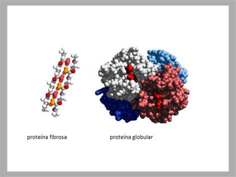 Proteínas O Que São Exemplos Tipos E Funções Significados