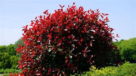 Red Leafed Plant Surrounded With Trees · Free Stock Photo