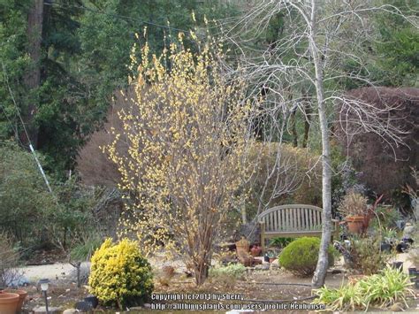 Photo Of The Entire Plant Of Fragrant Wintersweet Tree Chimonanthus