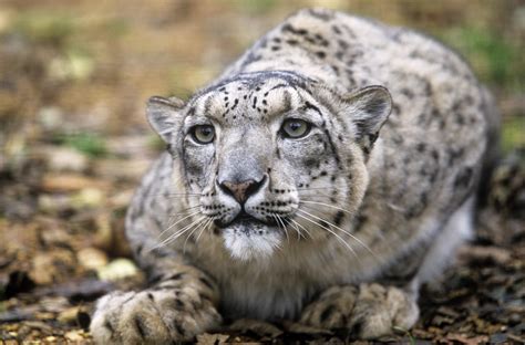 Climate Change Could Push Snow Leopards To Extinction Cbs News