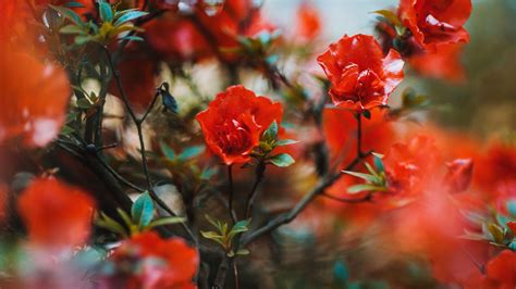 Download Wallpaper 1920x1080 Flowers Red Branches Tree